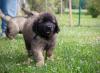 images/T-Wurf/T-Wurf Wo 9/3S8A3010-Bearbeitet.jpg